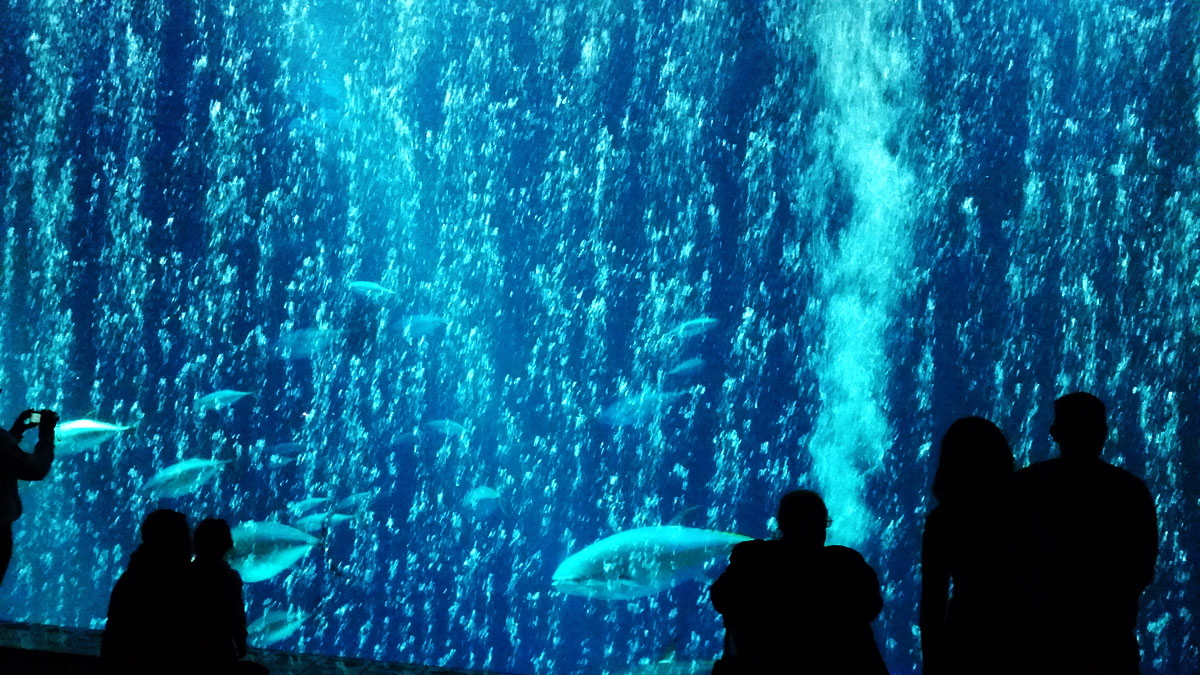 Fish swim in the enormous tank representing the deep sea while visitors look on from the darkened room.