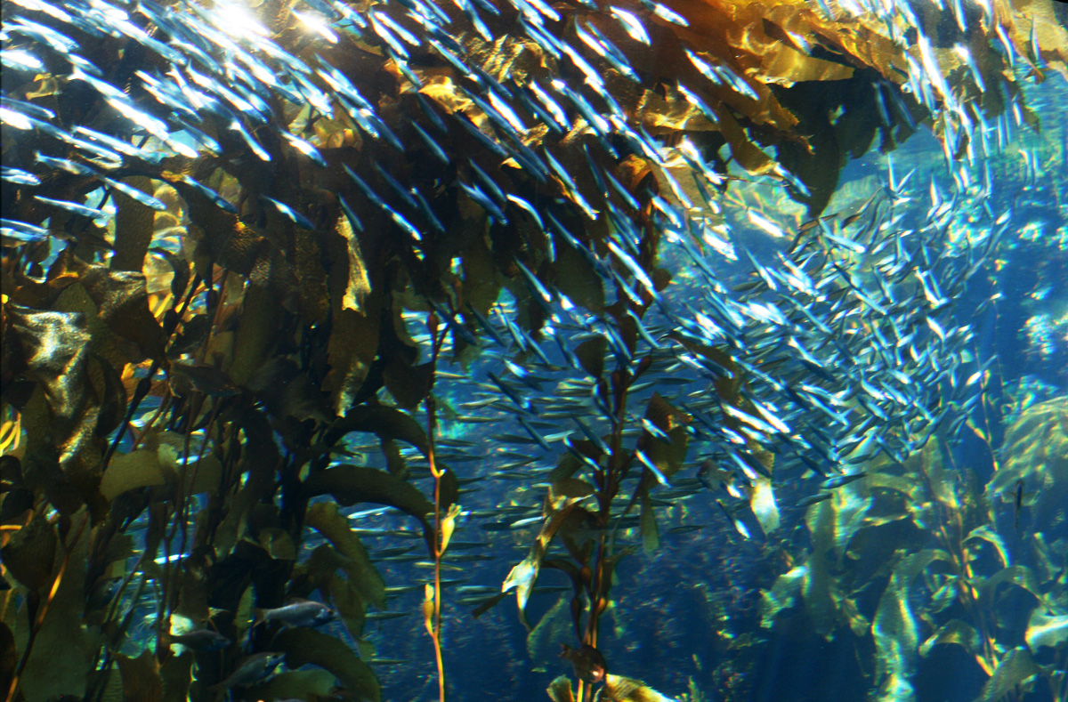 Sardines swimming throught he kelp forest.