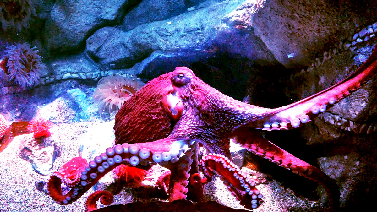 An octopus stretches out in its tank.